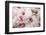 Spring Wonderland-Tracey Telek-Framed Photographic Print