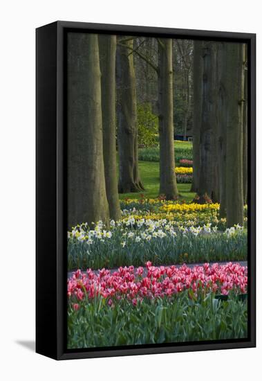 Spring woodland garden with tulips and daffodils-Anna Miller-Framed Stretched Canvas