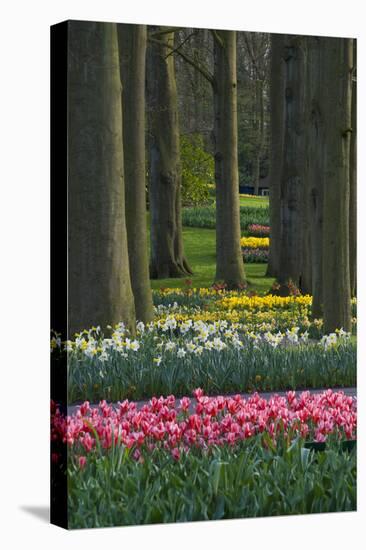 Spring woodland garden with tulips and daffodils-Anna Miller-Stretched Canvas