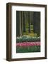 Spring woodland garden with tulips and daffodils-Anna Miller-Framed Photographic Print