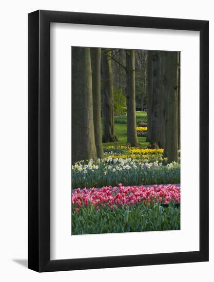 Spring woodland garden with tulips and daffodils-Anna Miller-Framed Photographic Print