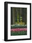 Spring woodland garden with tulips and daffodils-Anna Miller-Framed Photographic Print