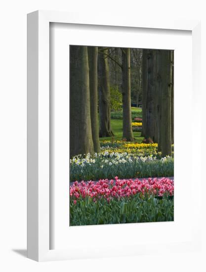 Spring woodland garden with tulips and daffodils-Anna Miller-Framed Photographic Print