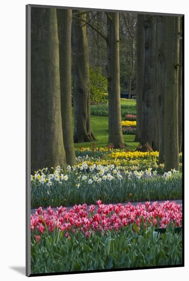 Spring woodland garden with tulips and daffodils-Anna Miller-Mounted Photographic Print