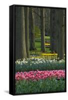 Spring woodland garden with tulips and daffodils-Anna Miller-Framed Stretched Canvas