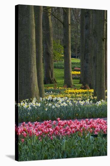 Spring woodland garden with tulips and daffodils-Anna Miller-Stretched Canvas