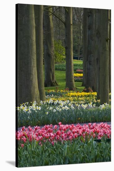 Spring woodland garden with tulips and daffodils-Anna Miller-Stretched Canvas