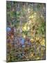 Spring Zing-Doug Chinnery-Mounted Photographic Print