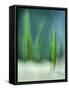 Spring-Ursula Abresch-Framed Stretched Canvas