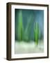 Spring-Ursula Abresch-Framed Photographic Print