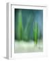 Spring-Ursula Abresch-Framed Photographic Print