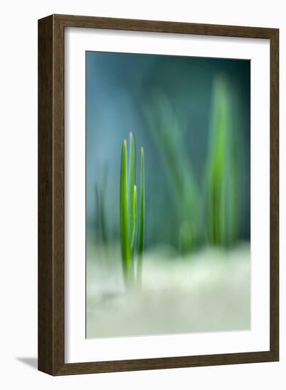 Spring-Ursula Abresch-Framed Photographic Print