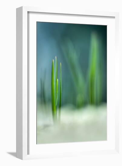 Spring-Ursula Abresch-Framed Photographic Print