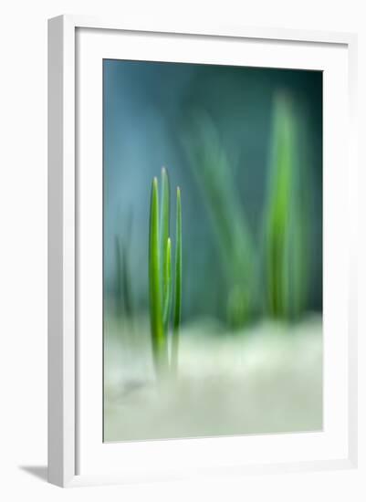 Spring-Ursula Abresch-Framed Photographic Print