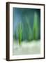 Spring-Ursula Abresch-Framed Photographic Print