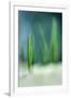 Spring-Ursula Abresch-Framed Photographic Print