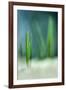 Spring-Ursula Abresch-Framed Photographic Print