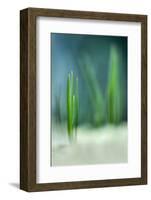 Spring-Ursula Abresch-Framed Photographic Print