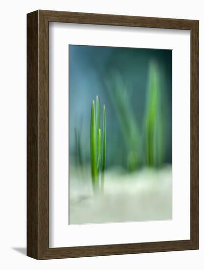 Spring-Ursula Abresch-Framed Photographic Print