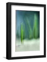 Spring-Ursula Abresch-Framed Photographic Print