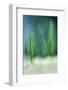 Spring-Ursula Abresch-Framed Photographic Print