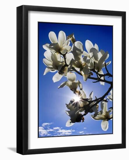 Spring-Adrian Campfield-Framed Giclee Print