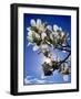 Spring-Adrian Campfield-Framed Giclee Print