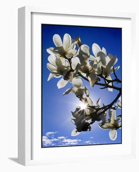 Spring-Adrian Campfield-Framed Giclee Print