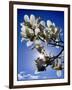 Spring-Adrian Campfield-Framed Giclee Print