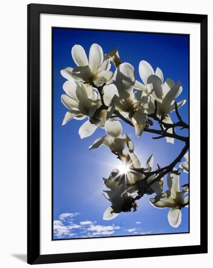 Spring-Adrian Campfield-Framed Giclee Print