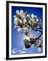 Spring-Adrian Campfield-Framed Giclee Print