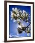 Spring-Adrian Campfield-Framed Giclee Print