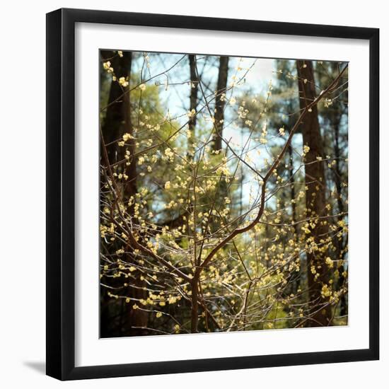 Spring-Kelly Sinclair-Framed Photographic Print