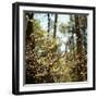 Spring-Kelly Sinclair-Framed Photographic Print