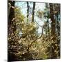 Spring-Kelly Sinclair-Mounted Photographic Print