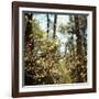 Spring-Kelly Sinclair-Framed Photographic Print