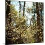 Spring-Kelly Sinclair-Mounted Photographic Print