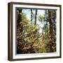 Spring-Kelly Sinclair-Framed Premium Photographic Print