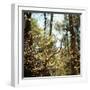 Spring-Kelly Sinclair-Framed Premium Photographic Print
