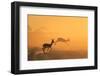 Springbok - African Wildlife Background - Running for Gold-Stacey Ann Alberts-Framed Photographic Print