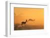 Springbok - African Wildlife Background - Running for Gold-Stacey Ann Alberts-Framed Photographic Print