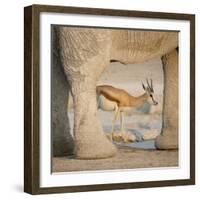 Springbok and elephant at Nebrowni Waterhole, Etosha NP, Namibia.-Wendy Kaveney-Framed Photographic Print