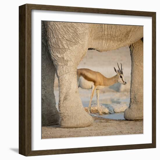 Springbok and elephant at Nebrowni Waterhole, Etosha NP, Namibia.-Wendy Kaveney-Framed Photographic Print