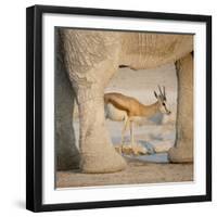 Springbok and elephant at Nebrowni Waterhole, Etosha NP, Namibia.-Wendy Kaveney-Framed Photographic Print