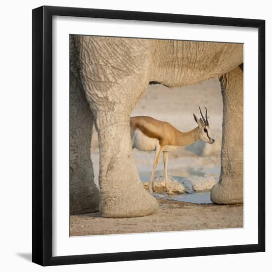 Springbok and elephant at Nebrowni Waterhole, Etosha NP, Namibia.-Wendy Kaveney-Framed Photographic Print