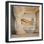 Springbok and elephant at Nebrowni Waterhole, Etosha NP, Namibia.-Wendy Kaveney-Framed Photographic Print