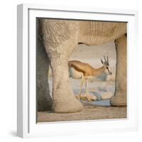 Springbok and elephant at Nebrowni Waterhole, Etosha NP, Namibia.-Wendy Kaveney-Framed Photographic Print