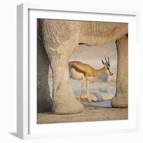 Springbok and elephant at Nebrowni Waterhole, Etosha NP, Namibia.-Wendy Kaveney-Framed Photographic Print