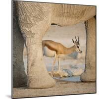 Springbok and elephant at Nebrowni Waterhole, Etosha NP, Namibia.-Wendy Kaveney-Mounted Photographic Print