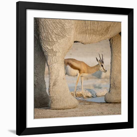 Springbok and elephant at Nebrowni Waterhole, Etosha NP, Namibia.-Wendy Kaveney-Framed Photographic Print